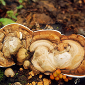 leklokôrovka obyčajná../Ganoderma lucidum /