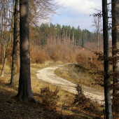 lesnými cestami