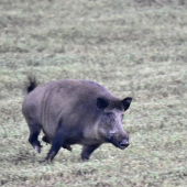 Kukuřicový brojler.