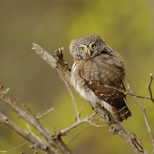 Kuvičok vrabčí (Glaucidium passerinum)