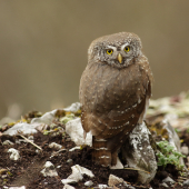 Kuvičok vrabčí (Glaucidium passerinum)