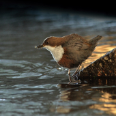 Vodnár potočný (Cinclus cinclus)