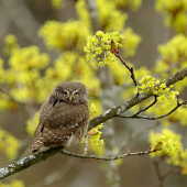 Kuvičok vrabčí (Glaucidium passerinum)