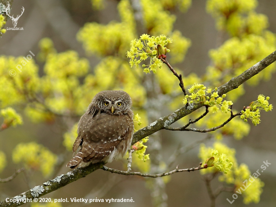 Kuvičok vrabčí (Glaucidium passerinum)