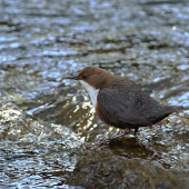 Vodnár potočný (Cinclus cinclus)