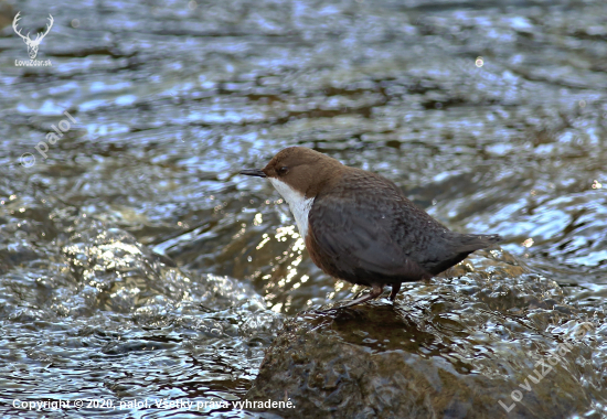 Vodnár potočný (Cinclus cinclus)