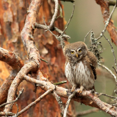 Kuvičok vrabčí (Glaucidium passerinum)