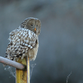 Sova dlhochvostá (Strix uralensis)