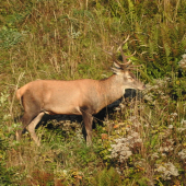 Štrnastka.