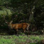 Hrivnač.