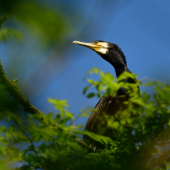 kormoran