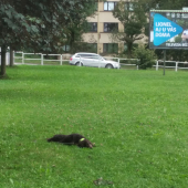 Tréning odloženia v meste na voľno