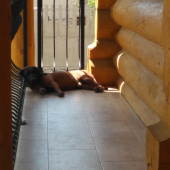 Siesta