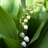 convallaria majalis