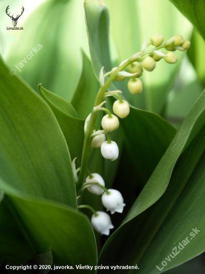 convallaria majalis