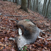 Jelienča do plánu