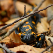 Salamandra škvrnitá