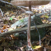 bedľa vysoká - Macrolepiota procera