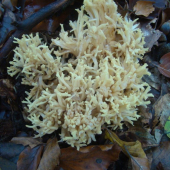 strapačka úhľadná - Ramaria formosa