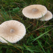 bedľa vysoká - Macrolepiota procera