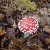 muchotrávka červená - Amanita muscaria