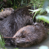 bobria rodinka