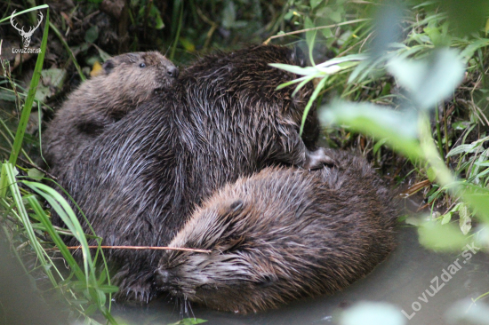 bobria rodinka