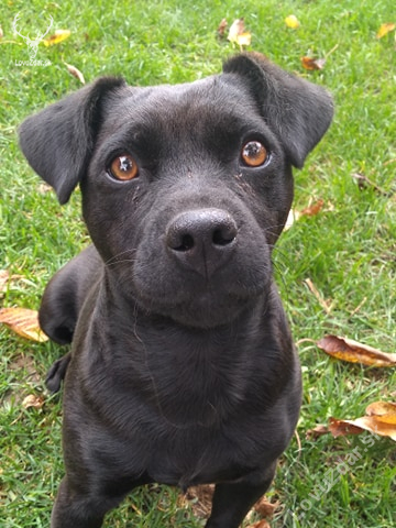 patterdale