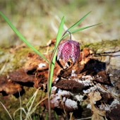 Korunkovka strakatá-Fritillaria meleagris