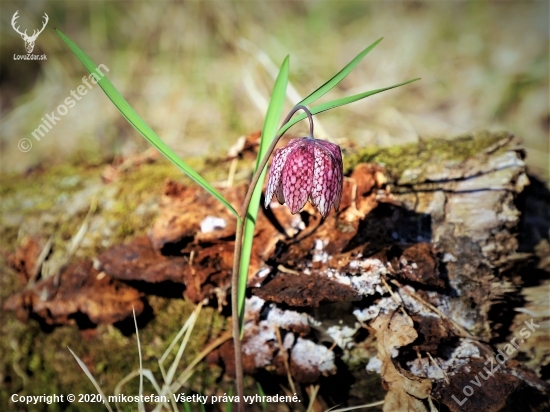 Korunkovka strakatá-Fritillaria meleagris