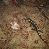 Salamandra škvrnitá