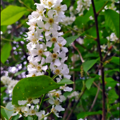 Čremcha obyčajná (Prunus padus) ...