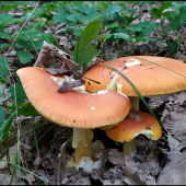 muchotrávka cisárska (Amanita caesarea)