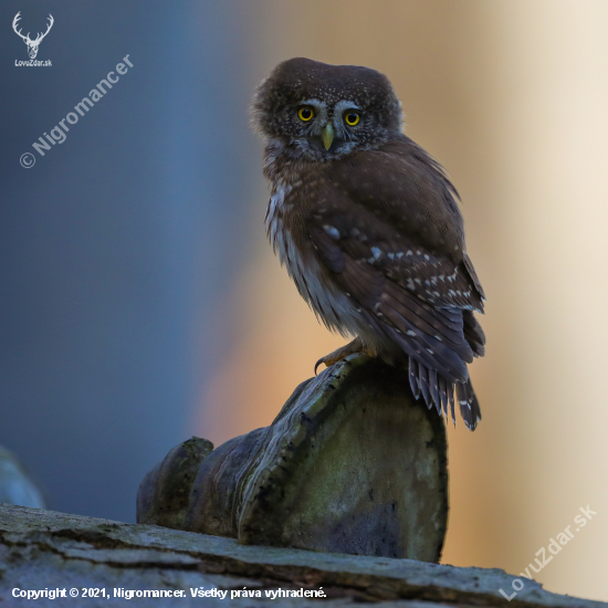 Kulíšek nejmenší, Glaucidium passerinum