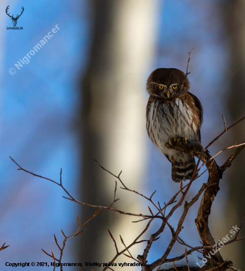 Kulíšek nejmenší, Glaucidium passerinum