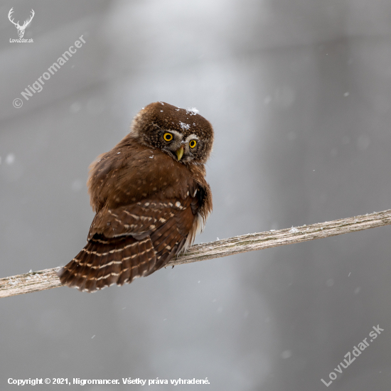 Kulíšek nejmenší, Glaucidium passerinum