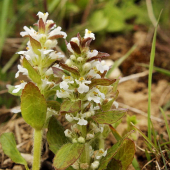 zbehovec ženevský-Ajuga genevensis