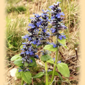 zbehovec ženevský-Ajuga genevensis