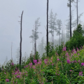 Vysoké Tatry