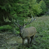 Pohľad starca