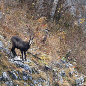 Kamzica