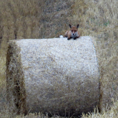 vegeťáčka :)