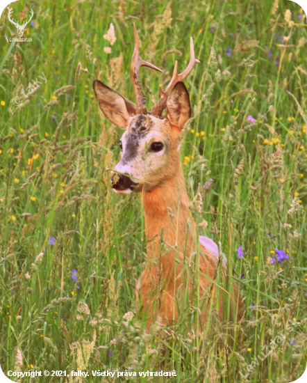 Capreolus capreolus