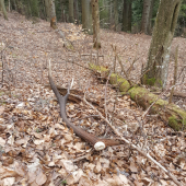 Šarkan v  bučine