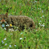 felis silvestris