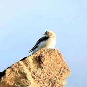 Plectrophenax nivalis-Snehuľka severská