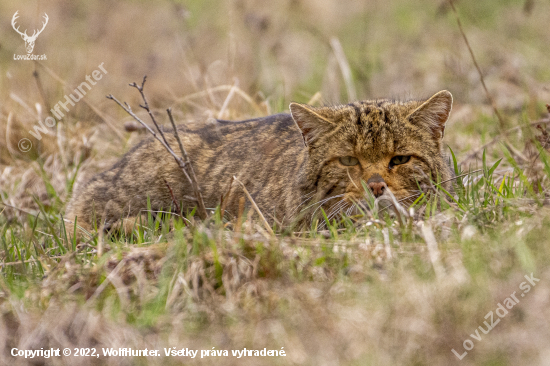 felis silvestris