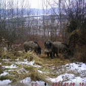 Jedna krajšia ako druhá