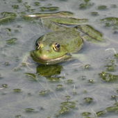 žabka