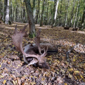 Ruja v Maďarsku